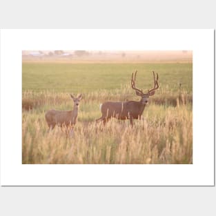 Morning Light Buck with his Lady Posters and Art